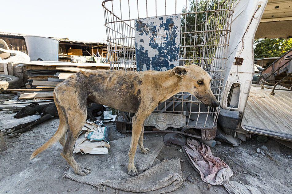 Galgos. Créditos: Galgos Chile
