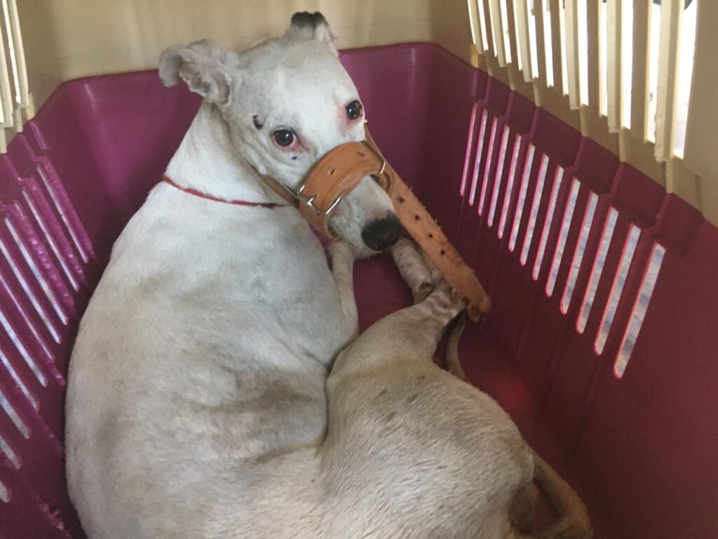 Galgos. Créditos: Galgos Chile