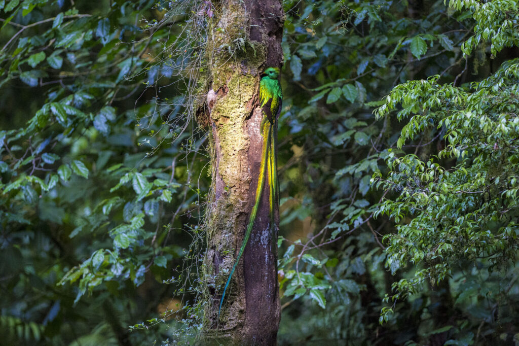 La coloración de las plumas del quetzal no se debe a pigmentos, sino a su estructura interna y a la incidencia de la luz. Reserva de la Biosfera El Triunfo, Chiapas. Créditos: ©Fulvio Eccardi