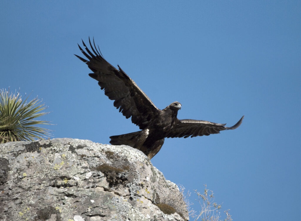 Hembra de águila real que tuve el privilegio de fotografiar a lo largo de varios años. La llamamos Libertad. Sur de Zacatecas. Créditos: ©Fulvio Eccardi