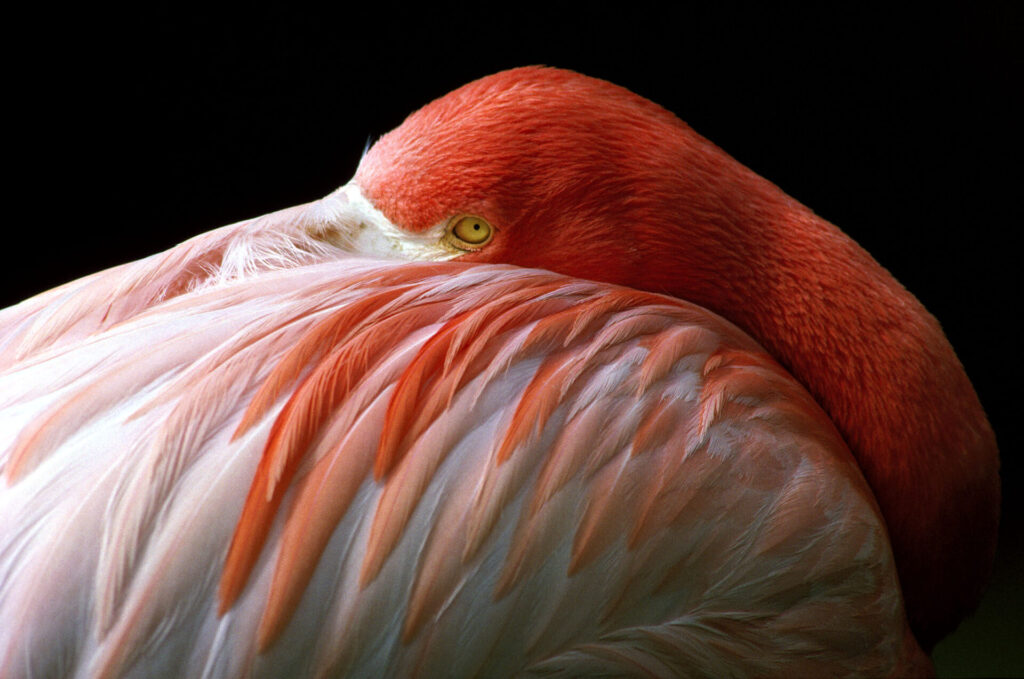 "Este flamenco rosado me mantenía vigilado mientras descansaba en Ría Celestún, Yucatán" Créditos: ©Fulvio Eccardi