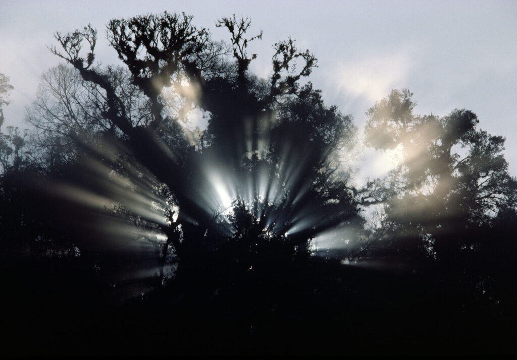 Amanecer en el mágico bosque de niebla de la Reserva de la Biosfera El Triunfo, Chiapas. Créditos: ©Fulvio Eccardi