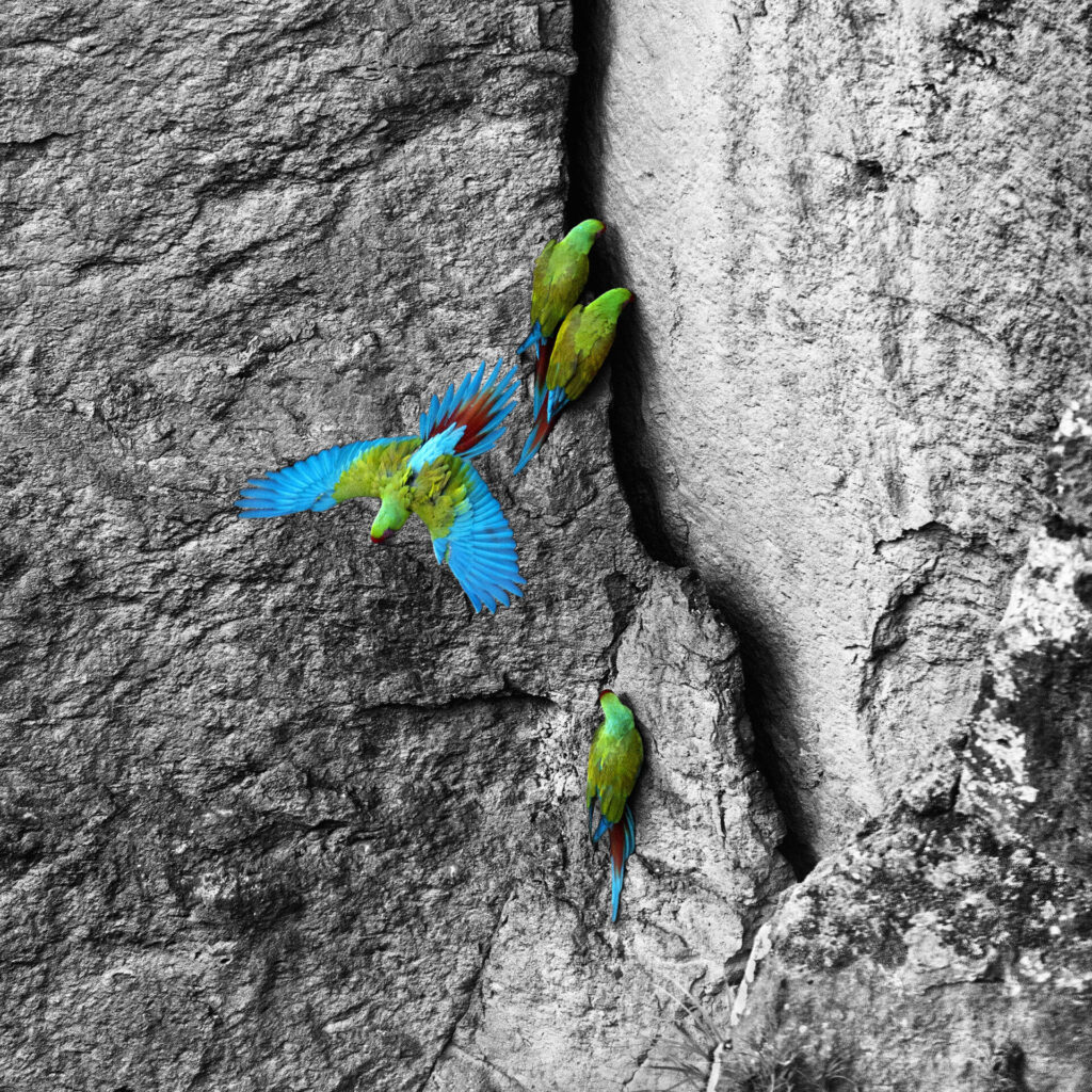 Guacamayas verdes en la pared rocosa de un cañón en el sur de Zacatecas. Fotografía en blanco y negro y color, trabajada en Photoshop. Créditos: ©Fulvio Eccardi