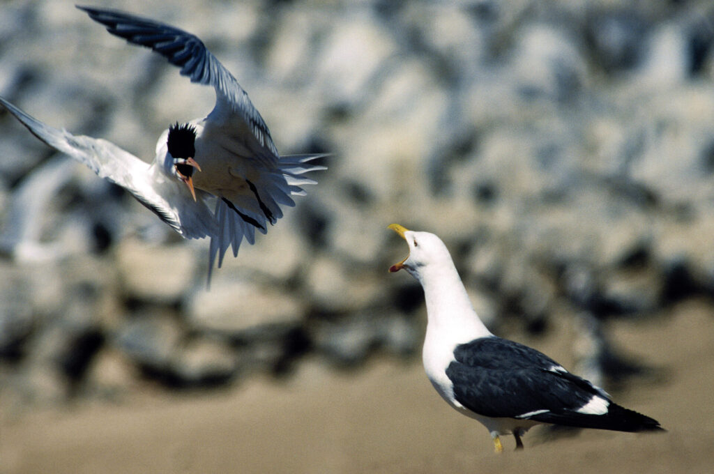 Discusión entre un charrán elegante y una gaviota patiamarilla, posiblemente acerca de una cuestión territorial, Golfo de California. Créditos: ©Fulvio Eccardi