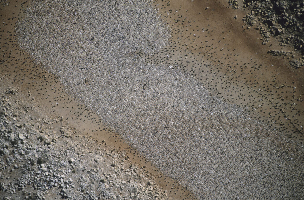 Desde una avioneta, la colonia de charranes, rodeada por los nidos de las gaviotas plomas en Isla Rasa, Golfo de California. Créditos: © FulvioEccardi