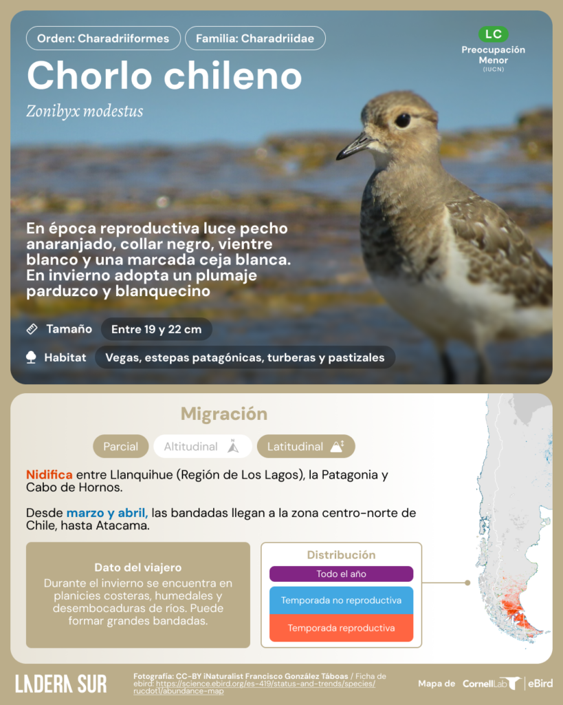 Chorlo chileno (Zonibyx modestus). Créditos de la fotografía (CC-BY-NC): Francisco González Táboas, vía iNaturalist Chile.