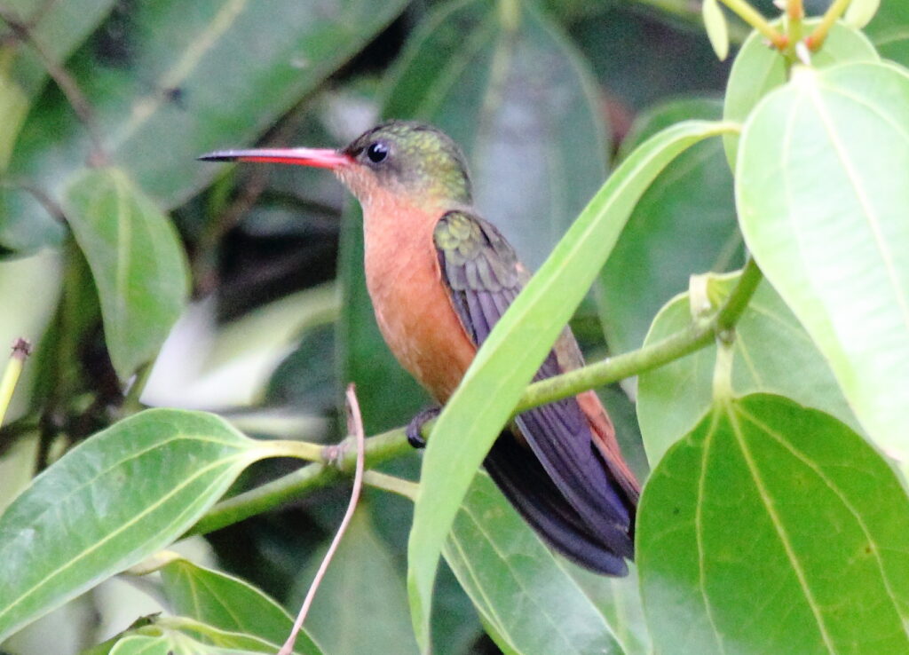 Amazilia rutila es el colibrí canelo, es nativo de México y América Central (desde el noroeste mexicano hasta Costa Rica). Créditos: Dominic Sherony