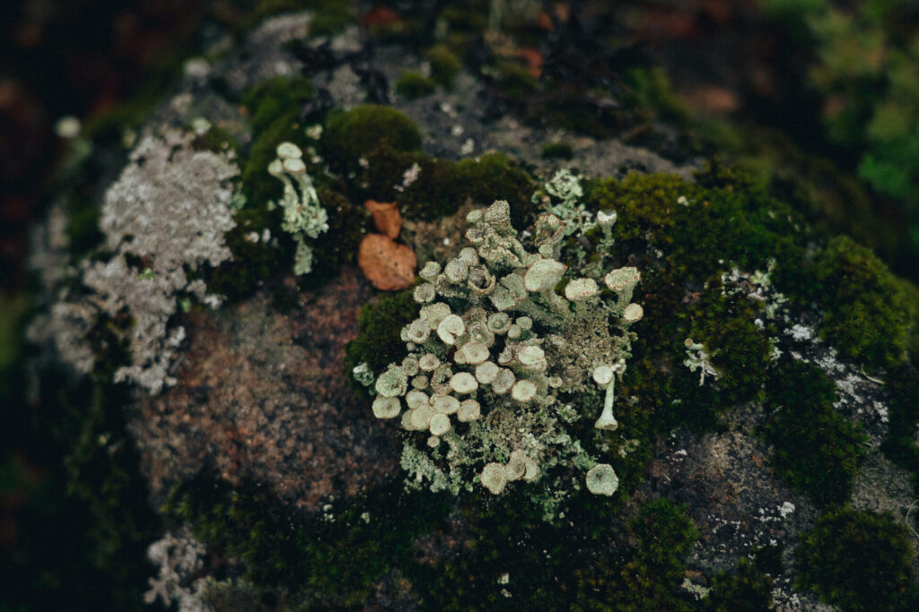 Cladonia sp. Créditos: ©Catalina Infante / Fundación Fungi