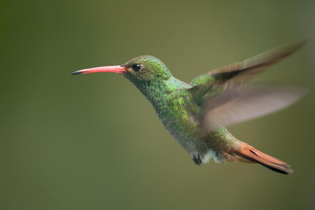 Informe advierte: El mundo no está cumpliendo sus compromisos con la naturaleza