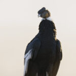 Cóndor Andino (Vultur gryphus). Créditos: ©Cristina Harboe.