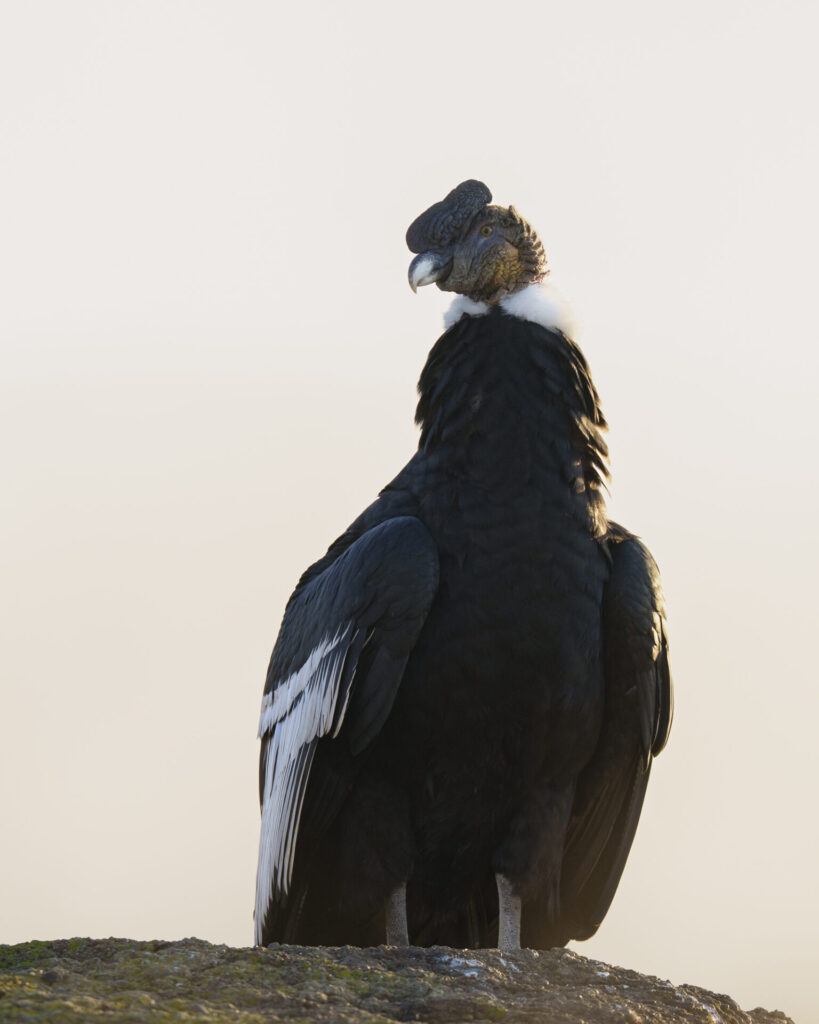Cóndor Andino (Vultur gryphus). Créditos: ©Cristina Harboe.