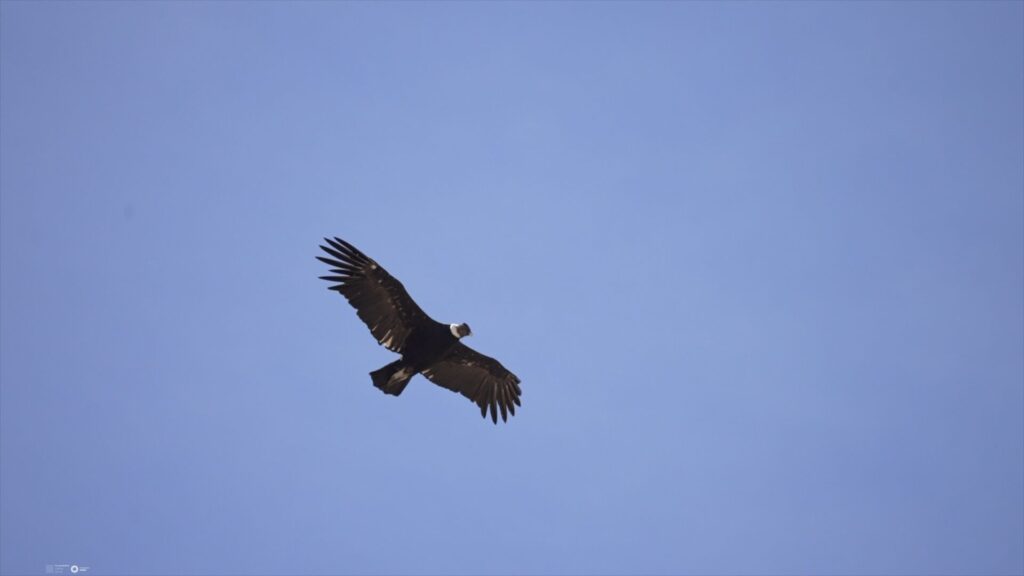 Cóndor (Vultur gryphus). Créditos: ©Fundación Meri
