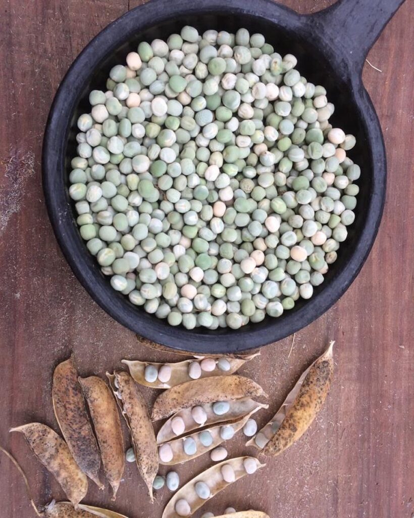 Créditos: Semilla Austral.