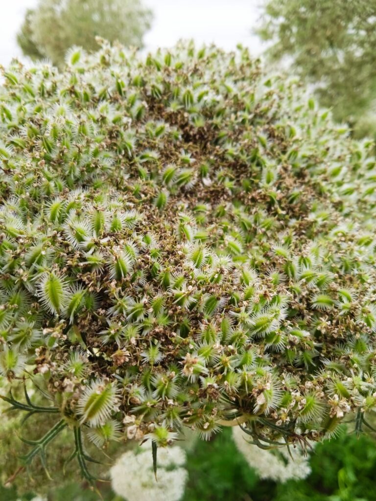 Semillas de zanahorias. Créditos: Semilla Austral.