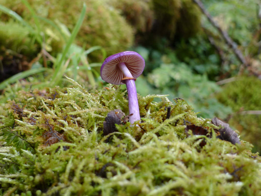 Cuando la realidad crea lenguaje: así se incorporó la palabra “funga” al diccionario, buscando darle lugar a los hongos en la biodiversidad mundial