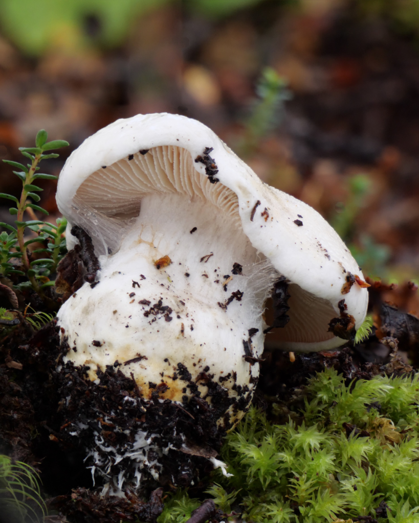 Cortinarius sp. Créditos: ©Giuliana Furci / Fundación Fungi