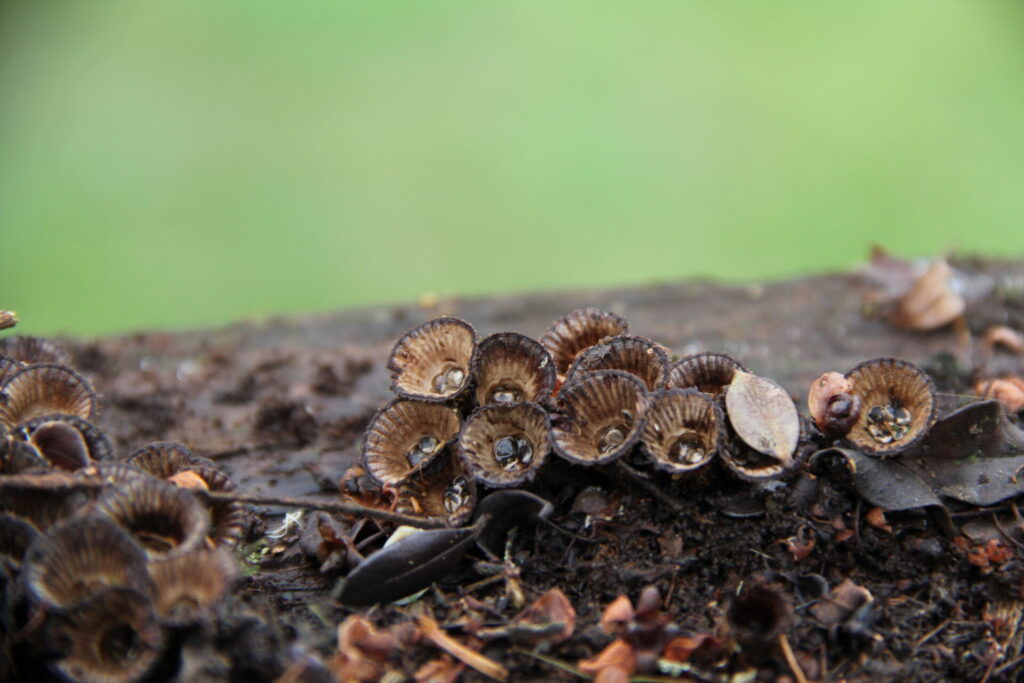 Cyathus striatus. Créditos: ©Giuliana Furci / Fundación Fungi