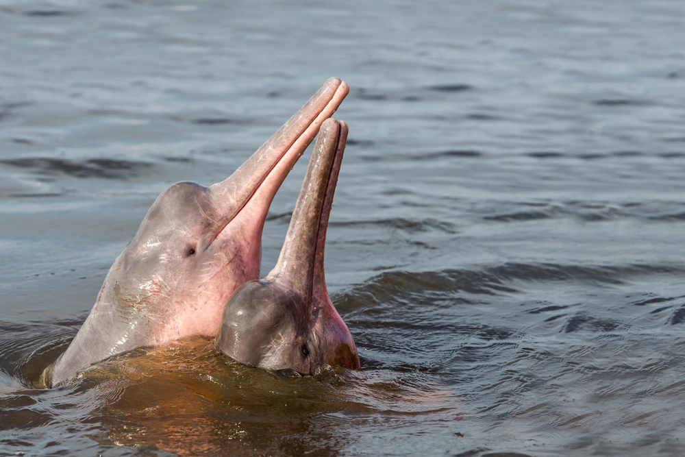 El tráfico ilegal es la principal causa de muerte de los delfines amazónicos en Ecuador en los últimos diez años