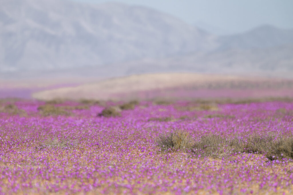 Desierto Florido, Parque Nacional Llanos de Challe. Créditos (CC-BY): Benjamín Valenzuela.