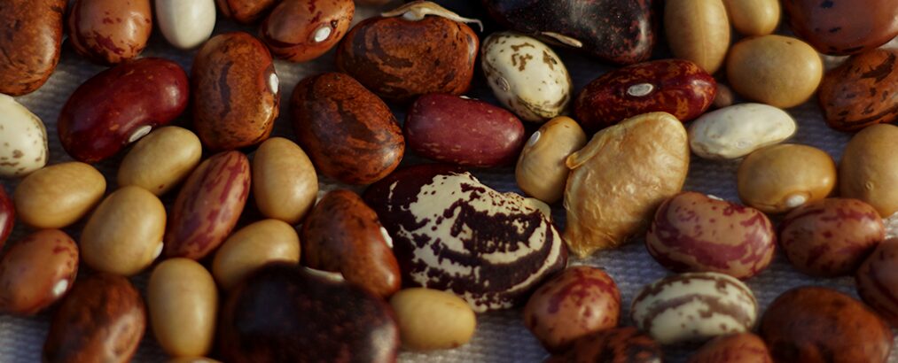 Distintos porotos. Créditos: Semilla Austral.