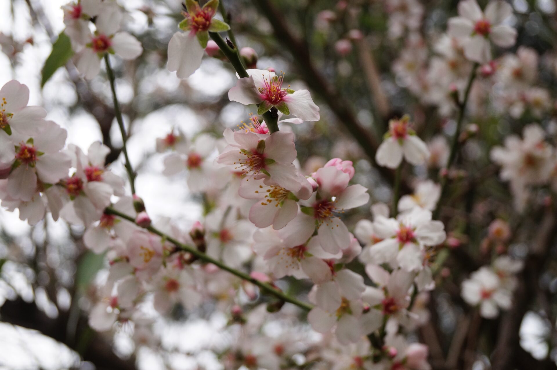 Flores, brotes y paisajes verdes: las primeras señales de primavera ya aparecen en Chile central