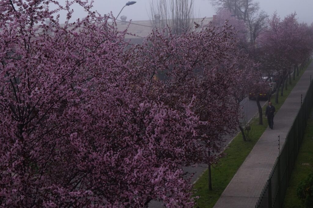 Ciruelo (Prunus domestica). Créditos: © Cristian Risco