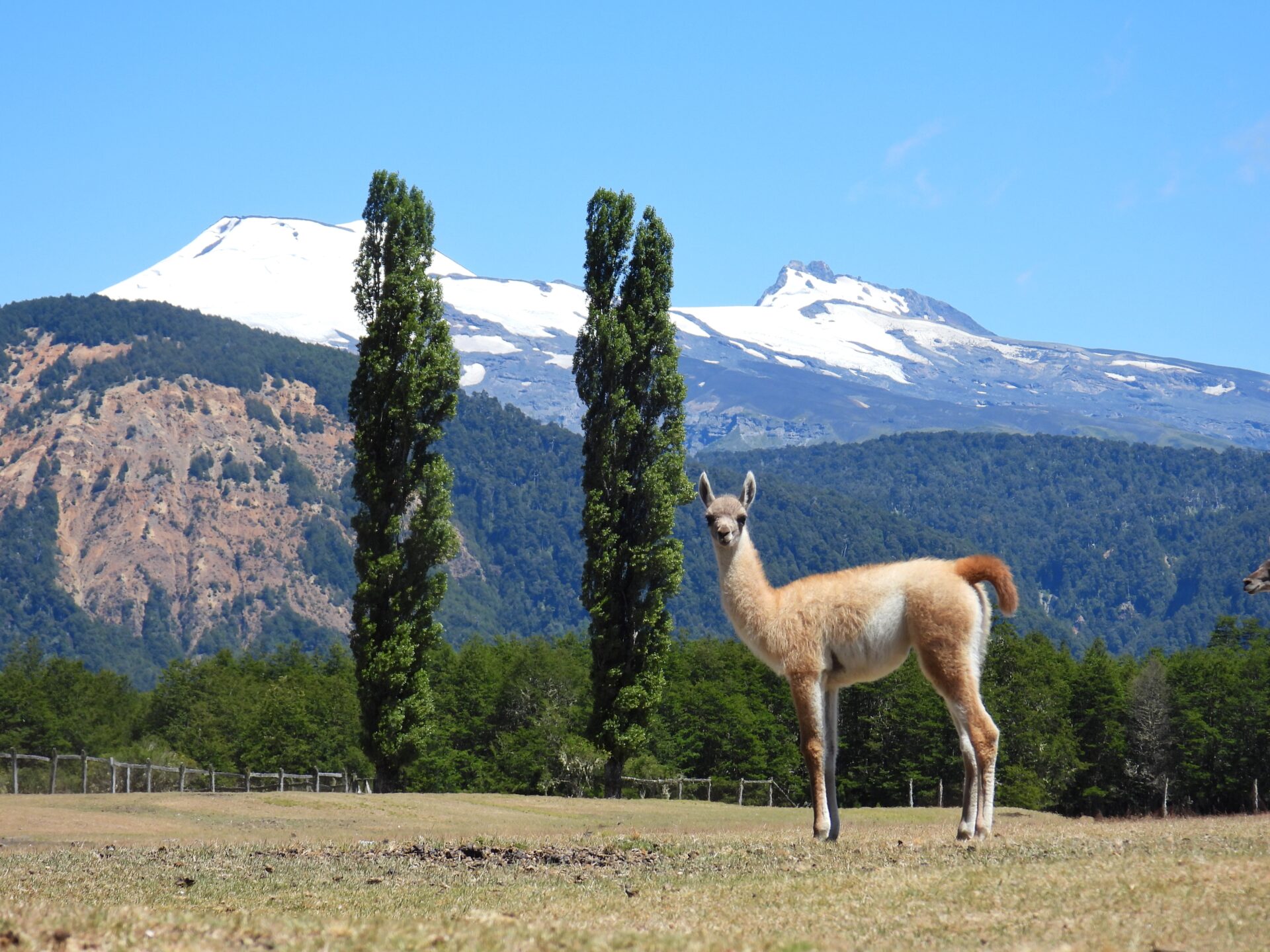 ¡El Guanaco vuelve a la Araucanía! 100 años después, el territorio lo recibe de vuelta