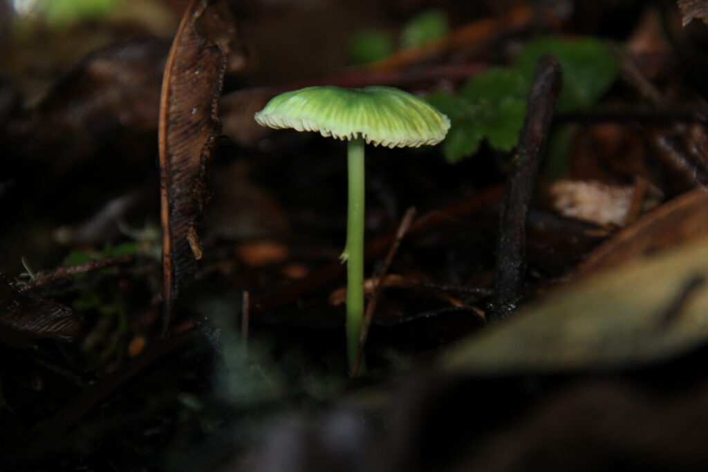 Entoloma necopinatum. Créditos: ©Giuliana Furci / Fundación Fungi