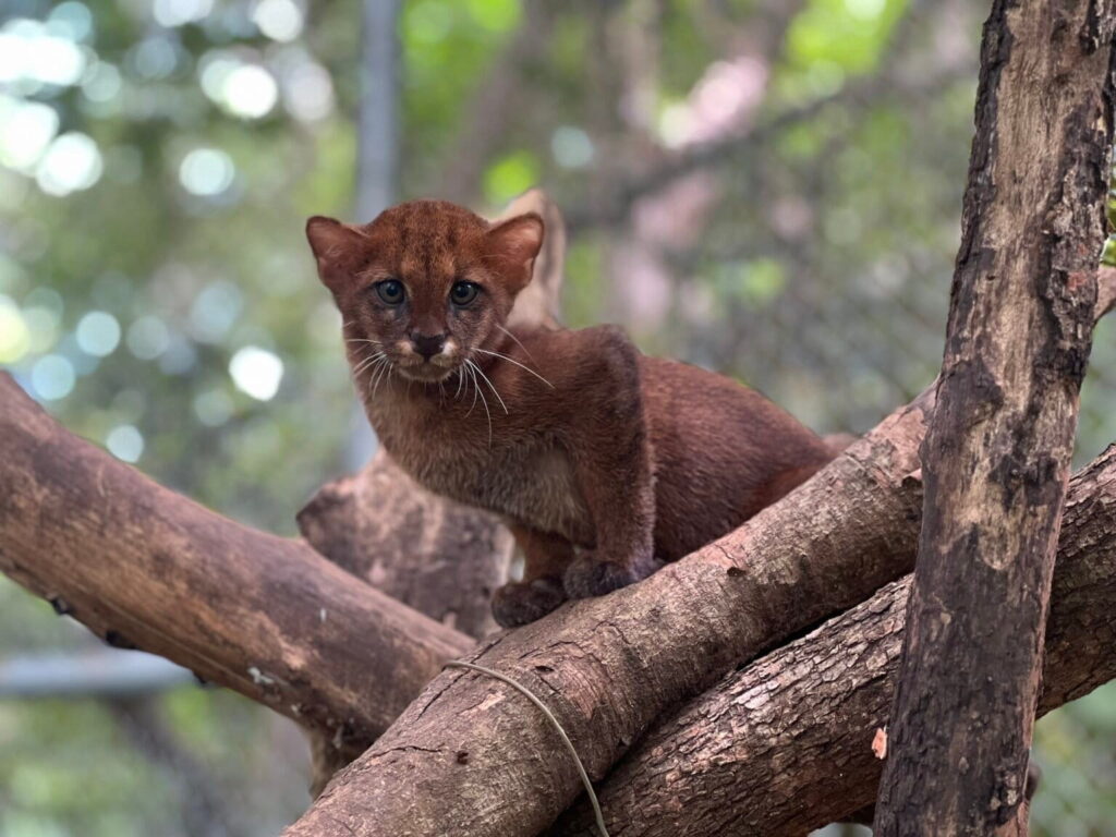 Caoba es una yaguarundí que vive en cautiverio porque padece leucemia felina, por lo que liberarla pondría en riesgo a otros felinos silvestres. Créditos: cortesía Centro de Rescate las Pumas.