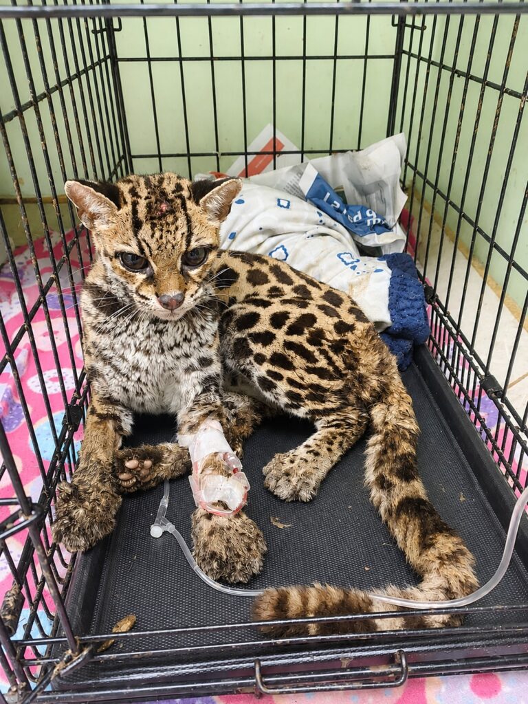 Un caucel o margal llegó a Toucan Rescue Ranch tras ser perseguido por perros y golpeado por un vecino. Además del traumatismo, presentaba enfermedades que pudieron ser transmitidas por felinos domésticos. Créditos: cortesía Andrés Bräutigam.