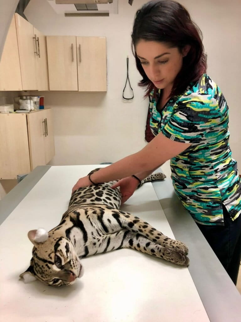 Natalia Montero, veterinaria de vida silvestre, es parte del programa “La Amenaza Invisible”, en el cual realiza talleres en comunidades cercanas a áreas silvestres para concientizar sobre la tenencia responsable de mascotas. Créditos: cortesía Natalia Montero.