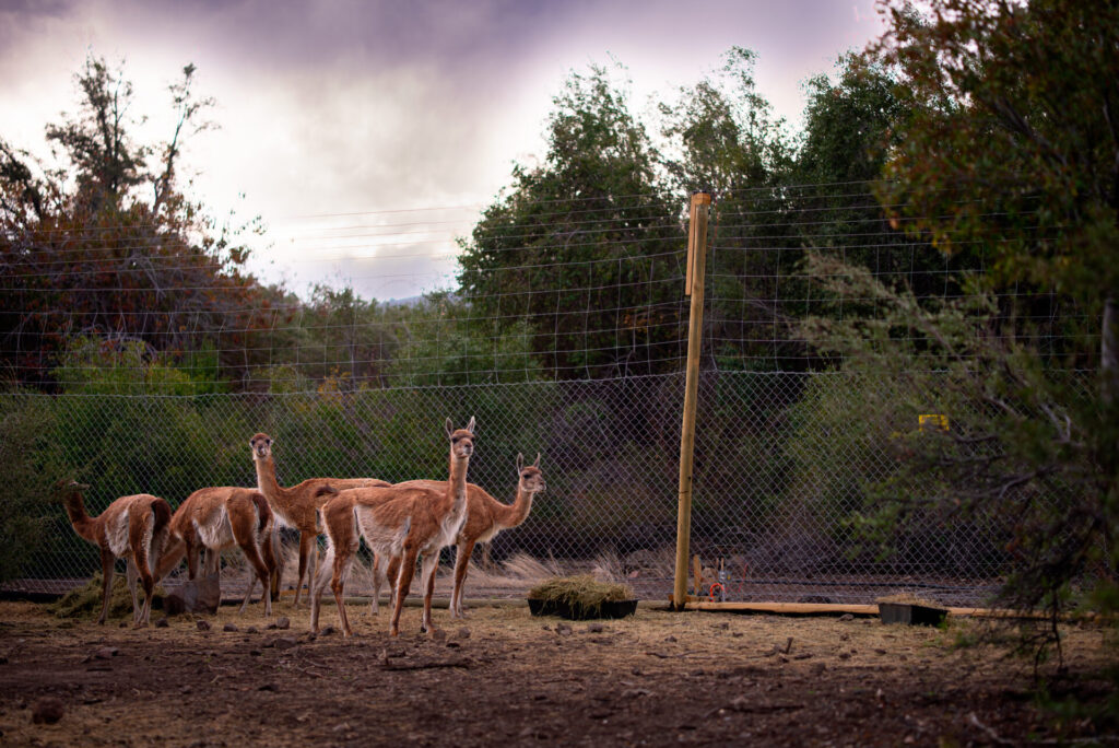 Guanacos (Lama guanicoe). Créditos: Franco Davico desde Rewilding Chile.
