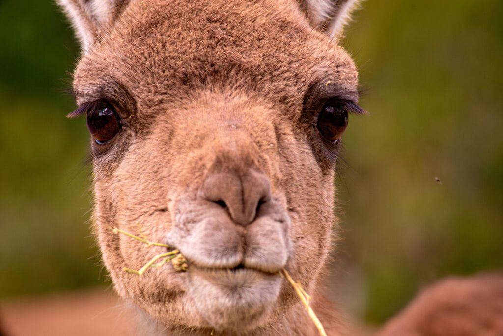 Guanacos (Lama guanicoe). Créditos: Franco Davico desde Rewilding Chile.
