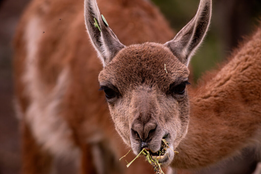 Guanacos (Lama guanicoe). Créditos: Franco Davico desde Rewilding Chile.