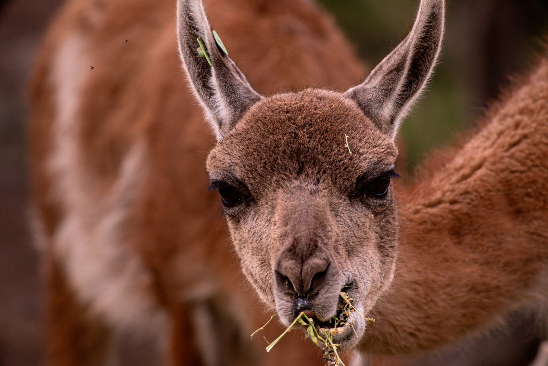La recuperación del guanaco toma fuerza en la Región Metropolitana: expertos articulan plan para proteger a la especie