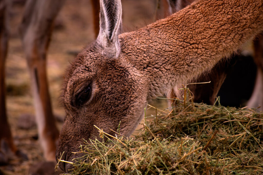 Guanacos (Lama guanicoe). Créditos: Franco Davico desde Rewilding Chile.