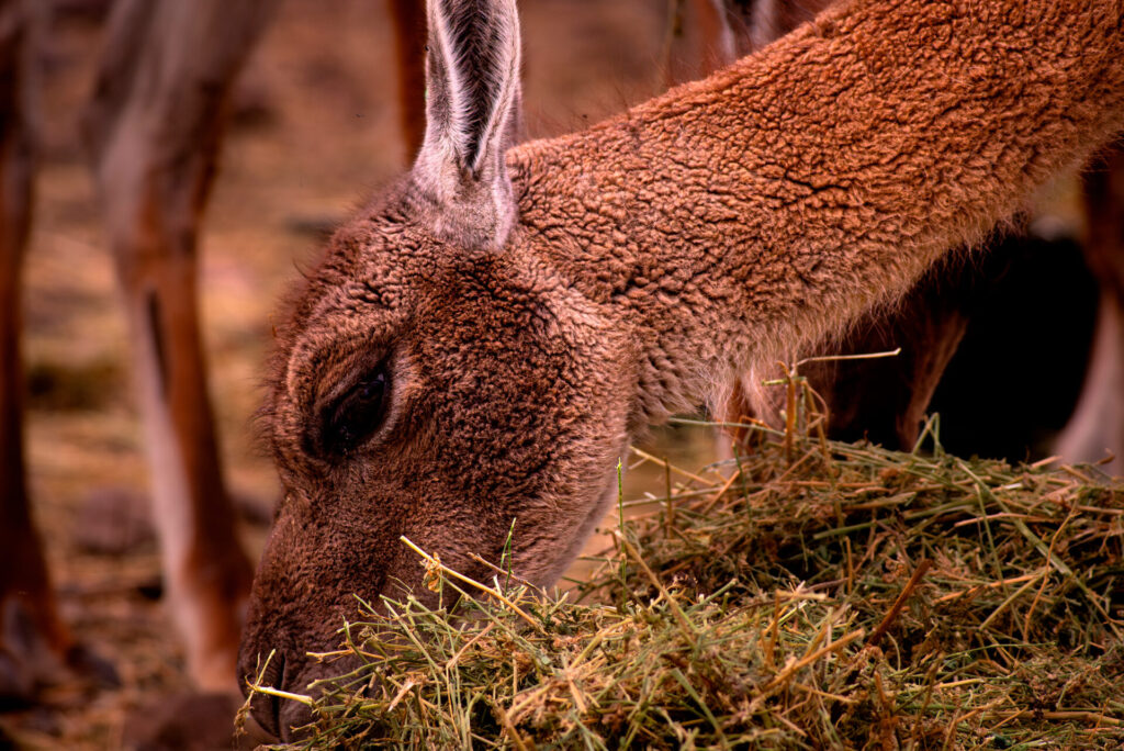 Guanacos (Lama guanicoe). Créditos: Franco Davico desde Rewilding Chile.