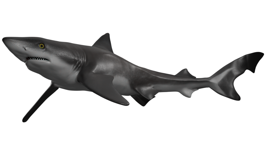 Galeorhinus Créditos: CIAHN Atacama
