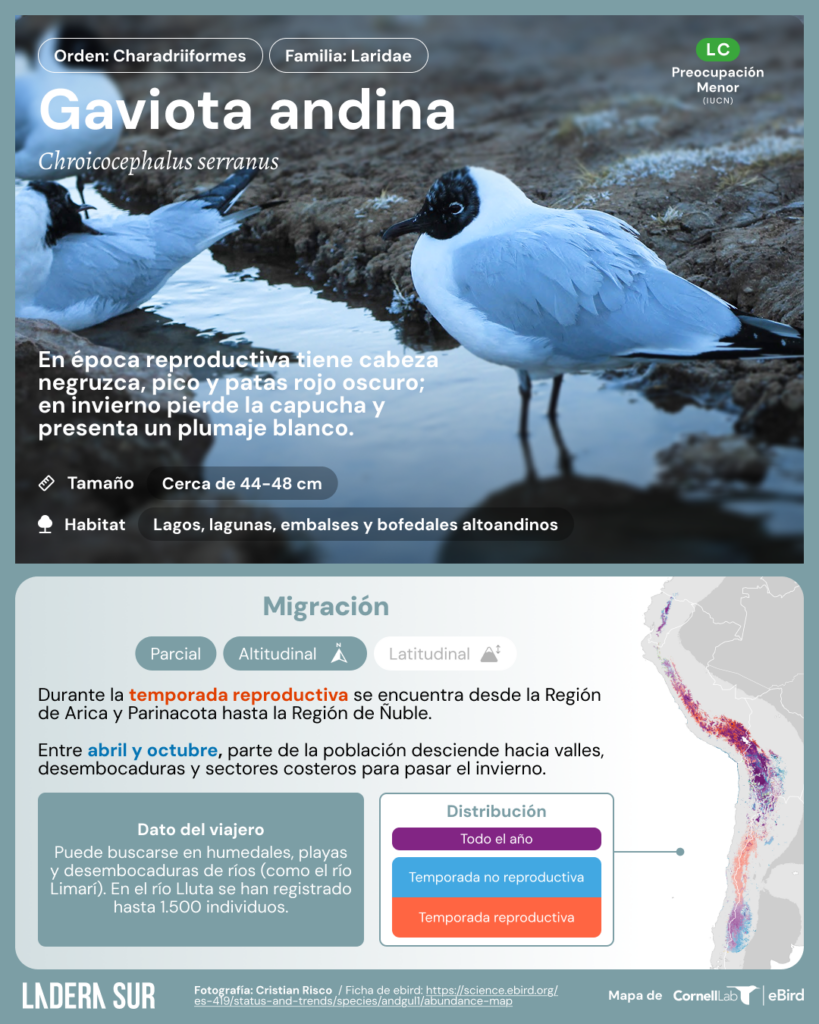 Gaviota andina (Chroicocephalus serranus). Créditos de la fotografía (CC-BY-SA): Cristian Risco.
