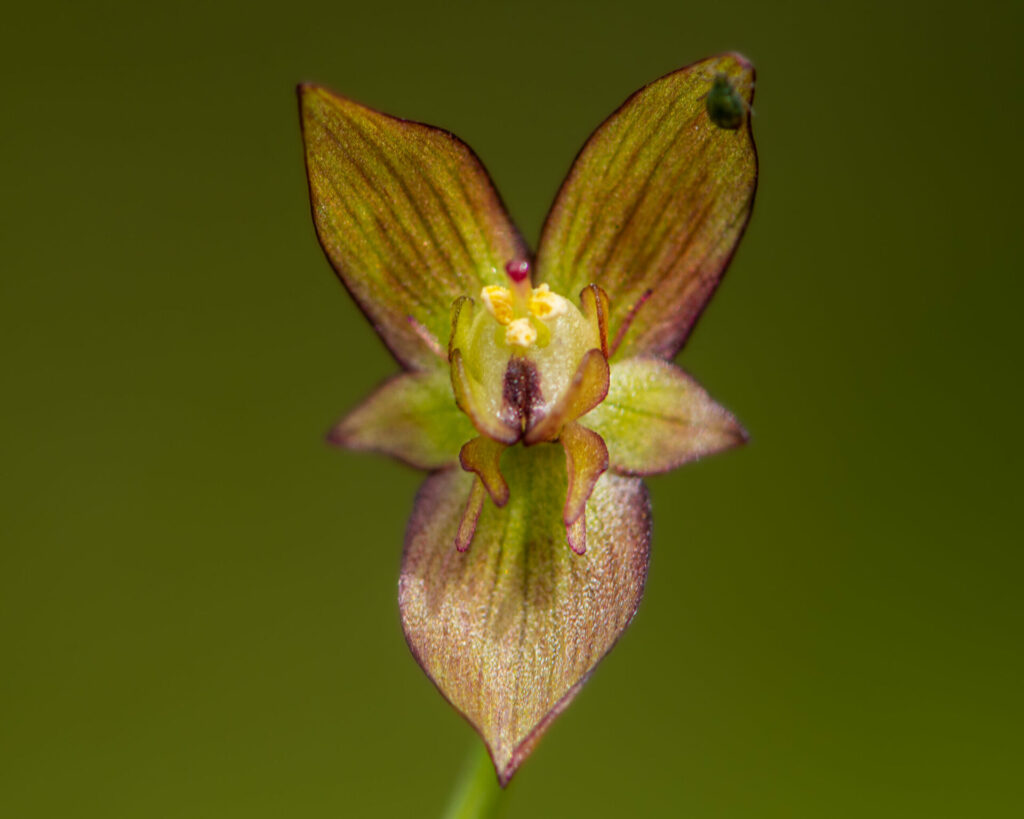 Gilliesia graminea. Créditos: ©Nicolás Villaseca