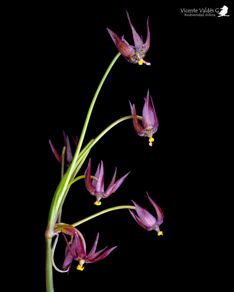 Gilliesia reflexa. Créditos: ©Vicente Valdés Guzmán (@vicentevaldesguzmanphotography).