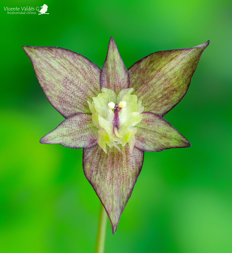 Gilliesia taguataguensis. Créditos: ©Vicente Valdés Guzmán (@vicentevaldesguzmanphotography).