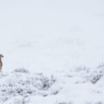 Guanaco (Lama guanicoe). Créditos: ©Cristina Harboe.