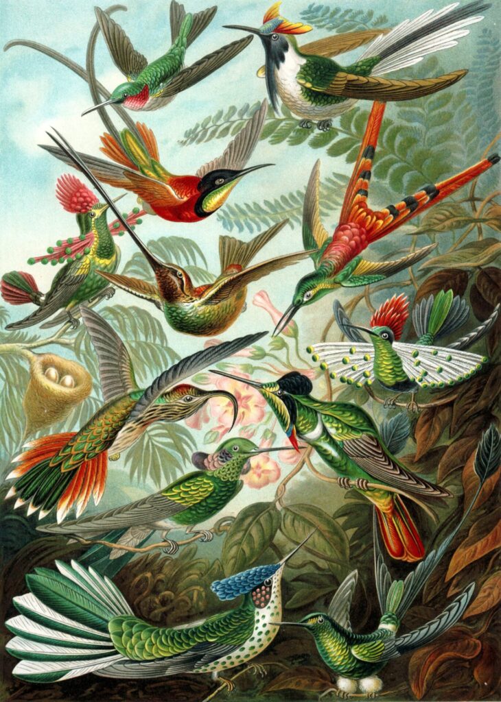 "Trochilidae", lámina número 99 de la famosa obra Kunstformen der Natur (Formas artísticas de la naturaleza) del biólogo y artista alemán Ernst Haeckel, publicada en 1904.