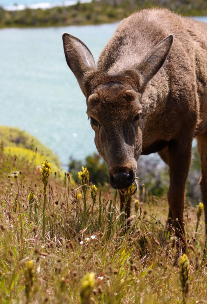 Huemul 
Créditos: Wikimedia Sebastián Saiter V.