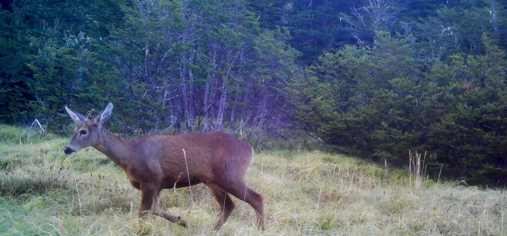 Huemul hembra. Créditos: Puelo Patagonia.