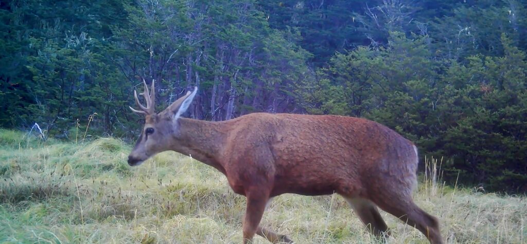Huemul macho. Créditos: Puelo Patagonia.