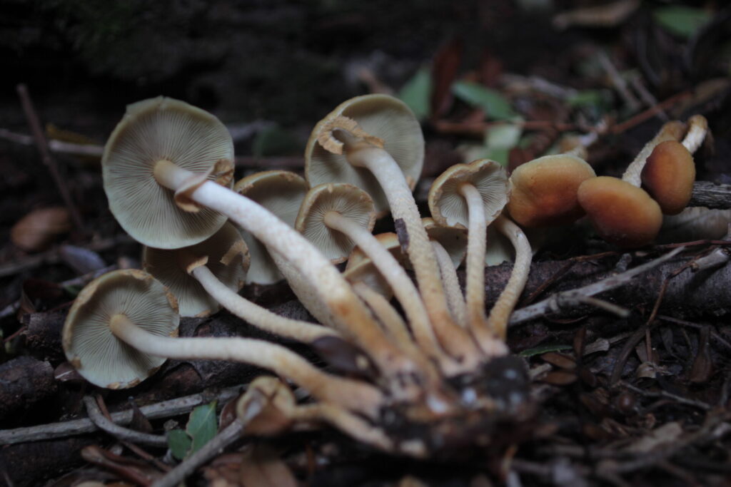 Hypholoma frowardii. Créditos: ©Giuliana Furci / Fundación Fungi