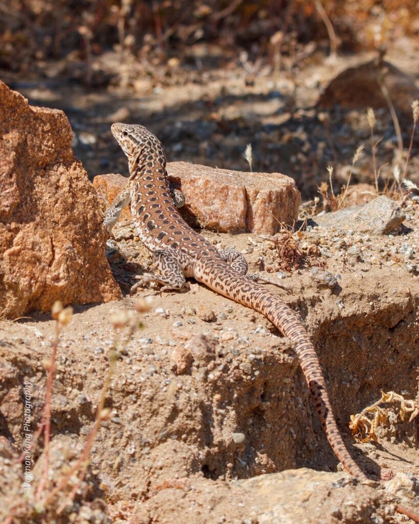 Iguana Chilena (Callopistes maculatus). Créditos: ©Wayman Kong Gallardo, algunos derechos reservados (CC-BY). https://www.inaturalist.org/observations/142089533