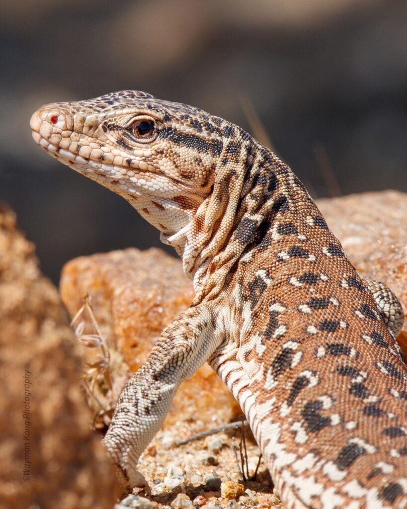 Iguana Chilena (Callopistes maculatus). Créditos: ©Wayman Kong Gallardo, algunos derechos reservados (CC-BY). https://www.inaturalist.org/observations/142089533